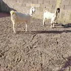 جفار العدد 2 مشاريك عمارهن 4 لا 5 شهر سليمات من اي مرض