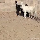 معزه العدد 2 موالد كل واحده حدرها جفره سن وحده رباع وحده سدس