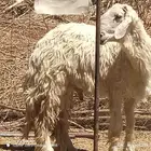حلال