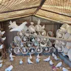 حمام فرنسي للبيع  العدد 79 حبه