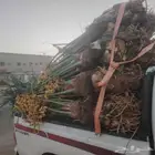 25نخله خلاص اشقر مثمر متوفر الدوادمي عرجاء الضال رفايع الجمش
