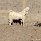 تيس مطور سن جذع جرم فاخر يقرع على شرط سليم من جميع العذاريب