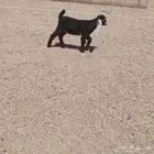 جفره داغور عمره اسبوعين سليمه من جميع العذاريب