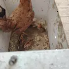 دجاج بلدي شرط