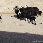 نجد العدد 6 حدرهن 6 سن بداية سدس ديد سلم حليب وفر