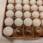 أدوات واجهزه كهربائيه