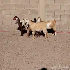 جفار مشاريك العدد 4 عمارهن 3 شهر سليمات من اي