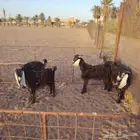 تيوس للبيع