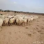 غنم للبيع حريات مقنوي حارش