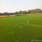 نجيلة C2000 صافي