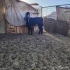 تيس فحل عارضي صنف مشروط مرفق صوره لإنتاجه