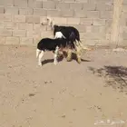 نجديه حدرها رخله سن ثنيه ديد سلم عمر الرخل شهر ونص