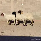 شياه العدد 3 سن 2 جذعات كاسرات ثنايه وحده سدس ضريع شرط فحص