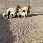 شياه العدد 2 حدرهن توام رخله 3 وخاروف 1عمر عيالهن شهر ونص