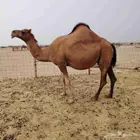 نياق للبيع