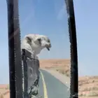 دنه مشاوير أبل   اي موقع داخل المملكة العربية السعو