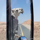 دنه مشاوير أبل   الحين موجود في الطائف