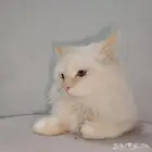 قطط للتبني