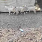 جفار مطورات العدد 4 عمارهن 5 شهر سليمات من جميع العذاريب