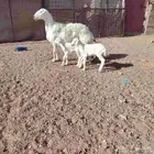 حريه والد حدرها توم خرفان سن بداية سدس ديد سلم