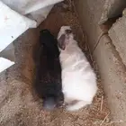 السلام عليكم ورحمة الله