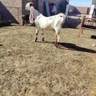 عنز. حجازيه. سن بداية سدس ديد سلم. مضرع عل فحص. جبار فاخر