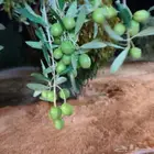 زيتون الجوف