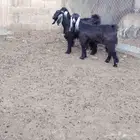 جفار عوارض العدد 3 عمارهن حول 7 شهر سليمات من جميع العذاريب