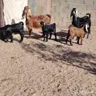 معزه العدد 2 حدرهن كل وحده توم عوارض سن سدس ديد سلم