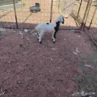 داقور مشروك يدقر شرط عمره شهر