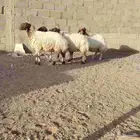 شياه نعيم العدد 4 سن 3ثنوات وحده سدس ديد سلم