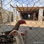 ديك شامو مهجن سندي تم البيع خارج الموقع