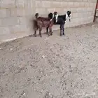 جفار العدد 2 توم عمارهن حول 3 شهر سليمات من اي مرض