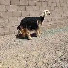 نجديه صنف حدرها رخله سن توها ثنيه عمر بنتها سبوع