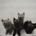 تبني