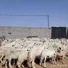 بسم الله ماشاء الله نعرض لكم ضان حريات حرشش للبيع غنم مراح