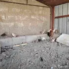 دجاج بلدي تحتها 10