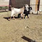 معزه. العدد 2. سن توهن خاشات ثنايه ديد سلم