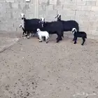 شياه نجد العدد 3 سن 2 رباع وحده سدس ديد سلم عيالهن 3 رخال