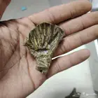 عرض لفترة محدوده كلمنتان طبيعي محسن بيوور فاخر( ثبات وجوده)