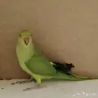 ببغاء دره اليف متكلم بعض الكلمات العمر 4 شهور