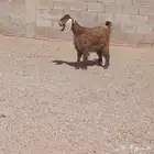 جفره مصريه. عمرها 6 شهر. سليما من اي مرض