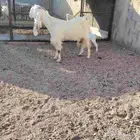 عنز مطوره حدرها جفره سن بداية سدس ديد سلم روم شرط