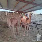 قعود وبكره