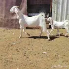 عنز مطوره حدرها جفره سن توها كاسره ثنيه عمر الجفر شهر أو كثر