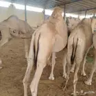 حشوان صومالي مرباه