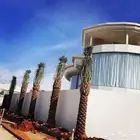 نخل عربي واشنطني خلاض برحي صقعي شيشي مجدول سكري فسايل