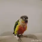 ذكر كنيور