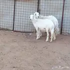 شياه حريات العدد 2 سن سدس ديد سلم ضريع شرط عل فحص