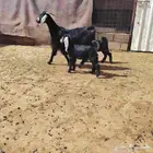 عنز عارضه حدرها توم جفار سن ثنيه كاسره رباع. عمر عيالها شهر